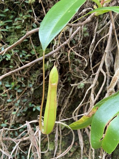 Nepenthes graciliflora, photographed by Forest Botial-Jarvis