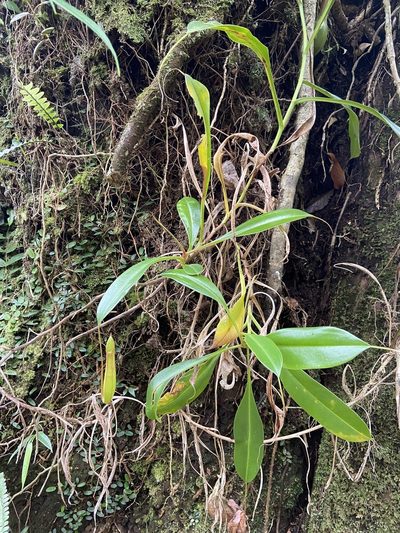 Nepenthes graciliflora, photographed by Forest Botial-Jarvis