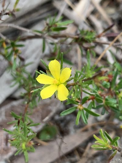 Hibbertia linearis, photographed by Guy Taseski