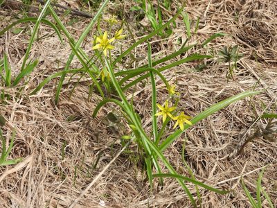 Gagea lutea, photographed by Aleksey Shumkov