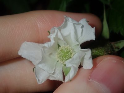 Rubus rosifolius, photographed by Thomas Mesaglio