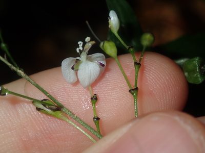 Aneilema acuminatum, photographed by Thomas Mesaglio
