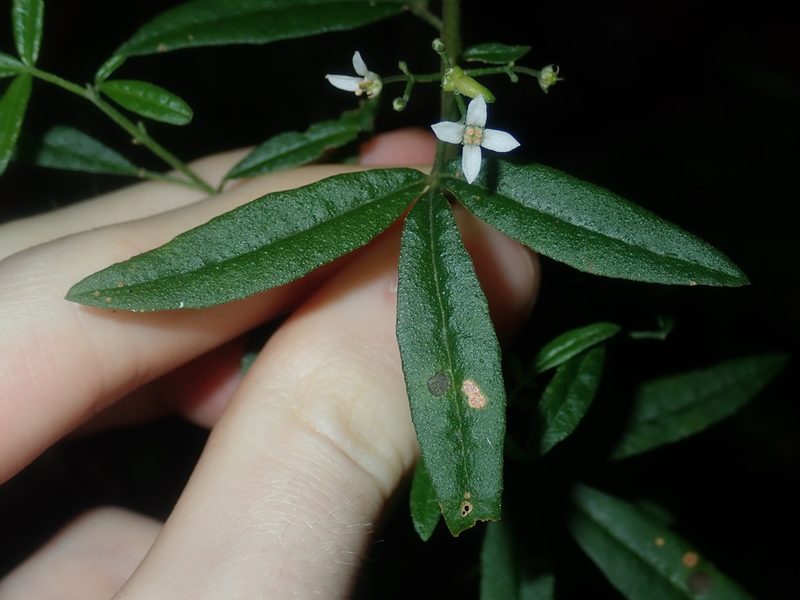 Zieria smithii, photographed by Thomas Mesaglio
