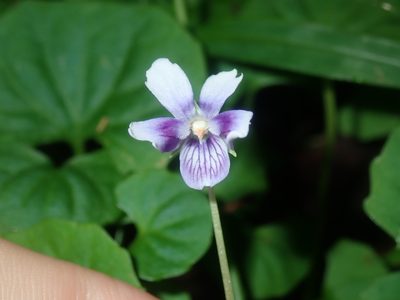 Viola banksii, photographed by Thomas Mesaglio