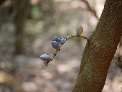 Gnetum edule, photographed by Dinesh Valke
