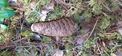Picea obovata, photographed by Алексей Ябс