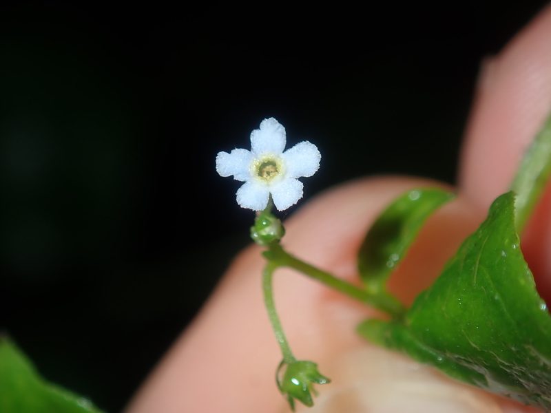 Hackelia latifolia, photographed by Thomas Mesaglio