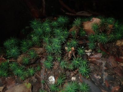 Dawsonia superba, photographed by Thomas Mesaglio