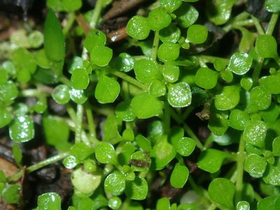 Callitriche muelleri