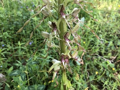 Himantoglossum hircinum, photographed by Jason Grant