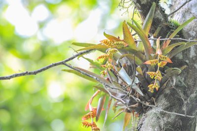 Racinaea tetrantha, photographed by Morten Ross