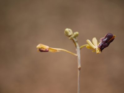 Cottonia peduncularis, photographed by Dinesh Valke