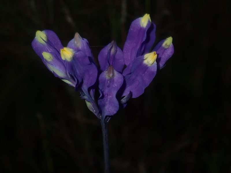 Burmannia disticha, photographed by Thomas Mesaglio