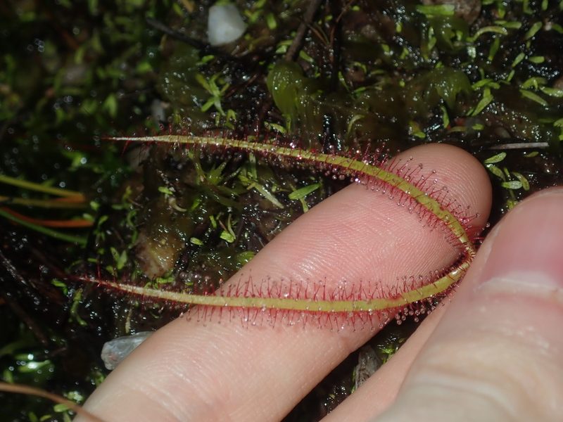 Drosera binata, photographed by Thomas Mesaglio