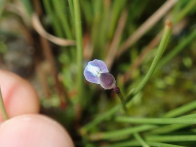 Utricularia uliginosa, photographed by Thomas Mesaglio