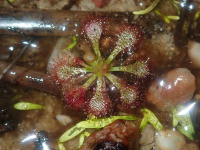 Drosera spatulata, photographed by Thomas Mesaglio