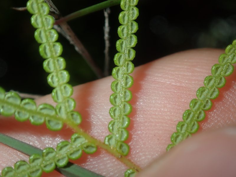 Gleichenia dicarpa, photographed by Thomas Mesaglio