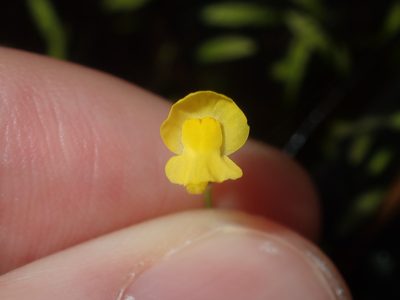 Utricularia gibba, photographed by Thomas Mesaglio