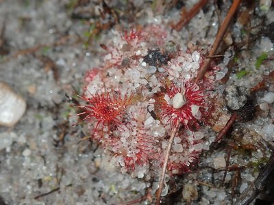 Drosera spatulata, photographed by Thomas Mesaglio