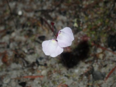 Utricularia lateriflora, photographed by Thomas Mesaglio