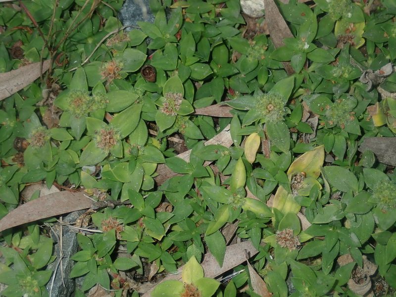 Richardia humistrata, photographed by Thomas Mesaglio