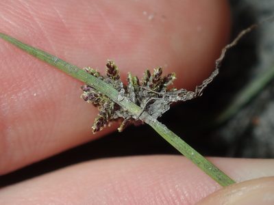 Cyperus difformis, photographed by Thomas Mesaglio