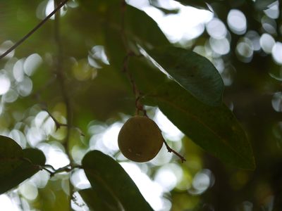 Paramignya monophylla, photographed by Dinesh Valke