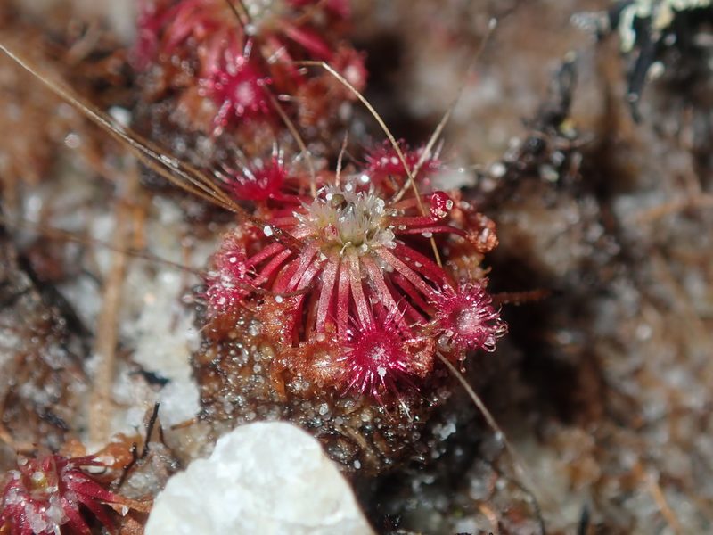 Drosera pygmaea, photographed by Thomas Mesaglio