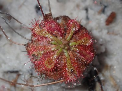 Drosera spatulata, photographed by Thomas Mesaglio
