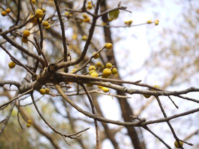 Ficus drupacea, photographed by Dinesh Valke