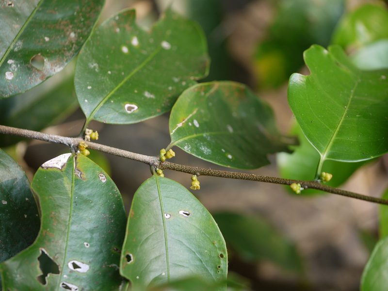 Salacia oblonga, photographed by Dinesh Valke