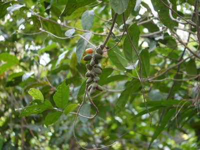 Sarcostigma kleinii, photographed by Dinesh Valke