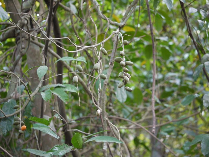 Sarcostigma kleinii, photographed by Dinesh Valke