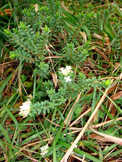 Pimelea eremitica, photographed by Peter de Lange