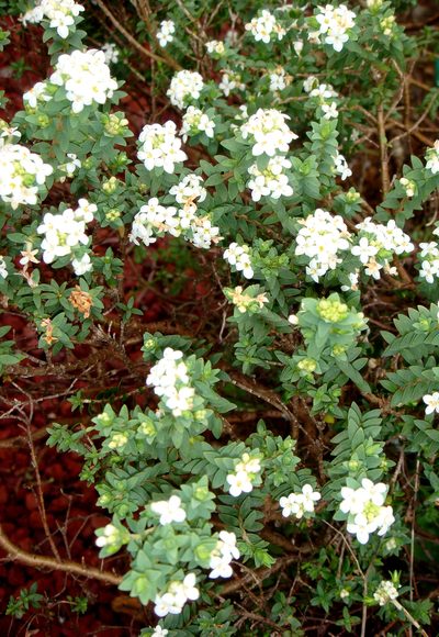Pimelea eremitica, photographed by Peter de Lange
