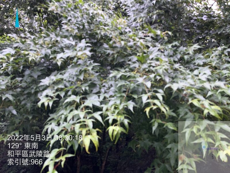Acer serrulatum, photographed by 謝麗霦