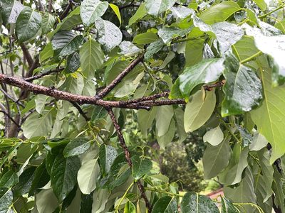 Diospyros japonica, photographed by 謝麗霦