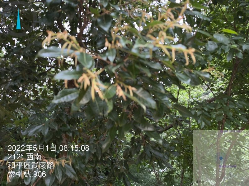 Quercus tatakaensis, photographed by 謝麗霦