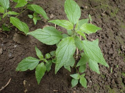 Parietaria officinalis, photographed by Juraj Ahel