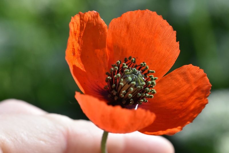 Papaver laevigatum, photographed by Марина Садыкова
