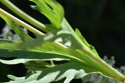 Papaver laevigatum, photographed by Марина Садыкова