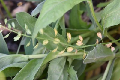 Microthlaspi perfoliatum, photographed by Марина Садыкова