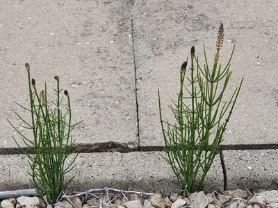 Equisetum palustre, photographed by Tania Walisch