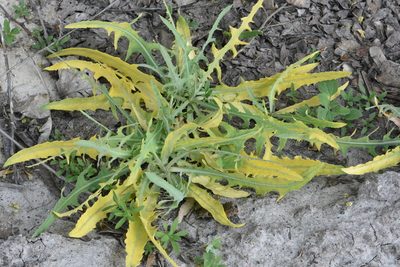Lactuca tatarica, photographed by Марина Садыкова