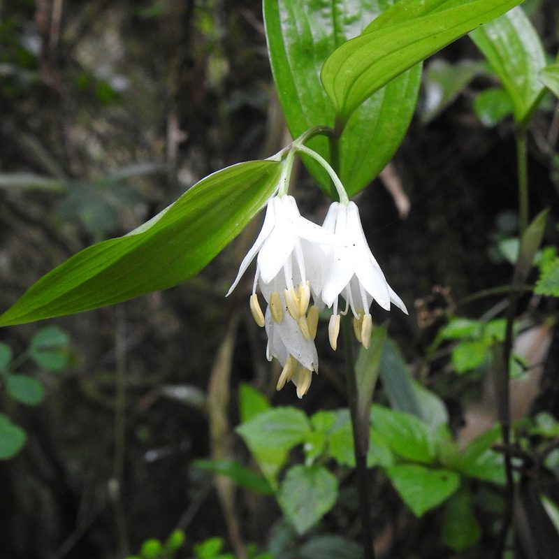 Disporum leucanthum, photographed by Paulmathi Vinod