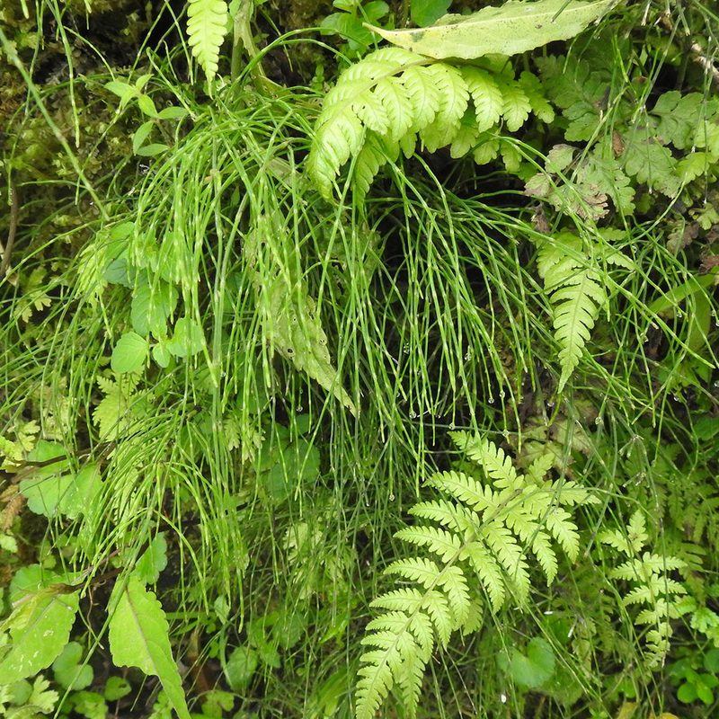 Equisetum diffusum, photographed by Paulmathi Vinod