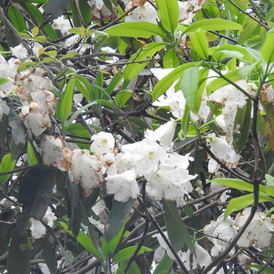 Rhododendron griffithianum, photographed by Paulmathi Vinod