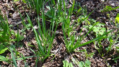 Allium sativum, photographed by Sashko