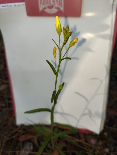 Piriqueta cistoides, photographed by Athena Philips