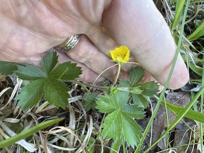 Potentilla canadensis, photographed by Alan Weakley